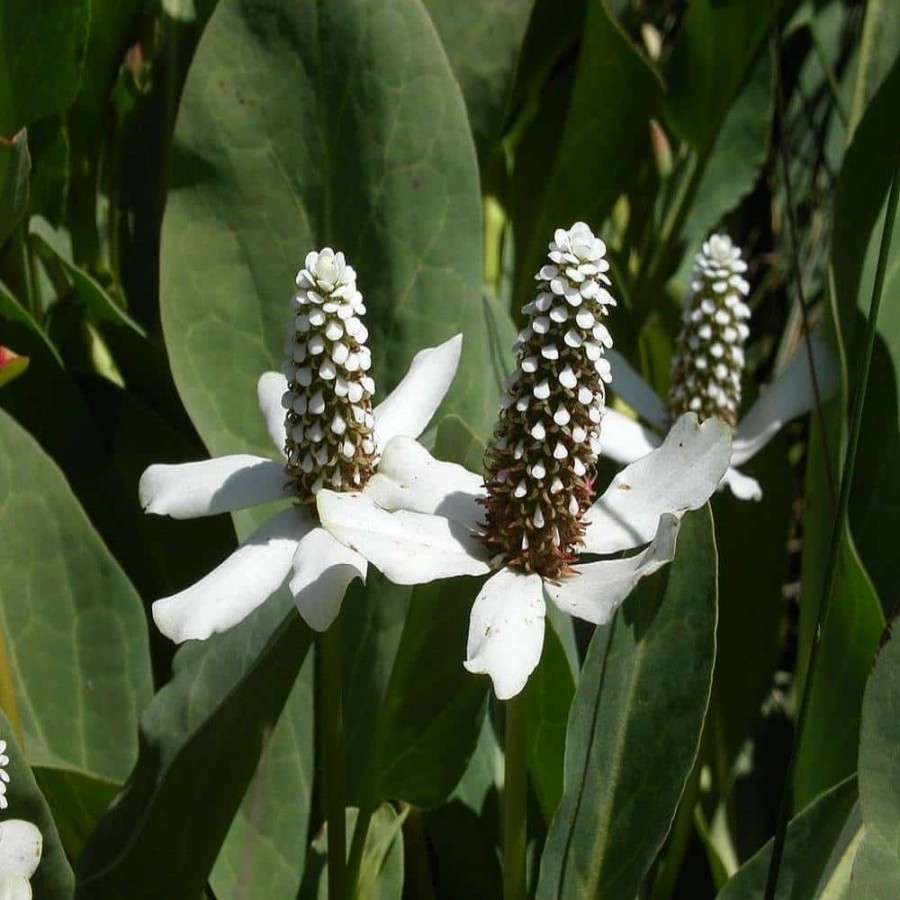 Outdoor Plants * | Best Sale Givhandys 4 In. Potted Yerba Mansa Bog/Marginal Aquatic Pond Plant By Unbranded