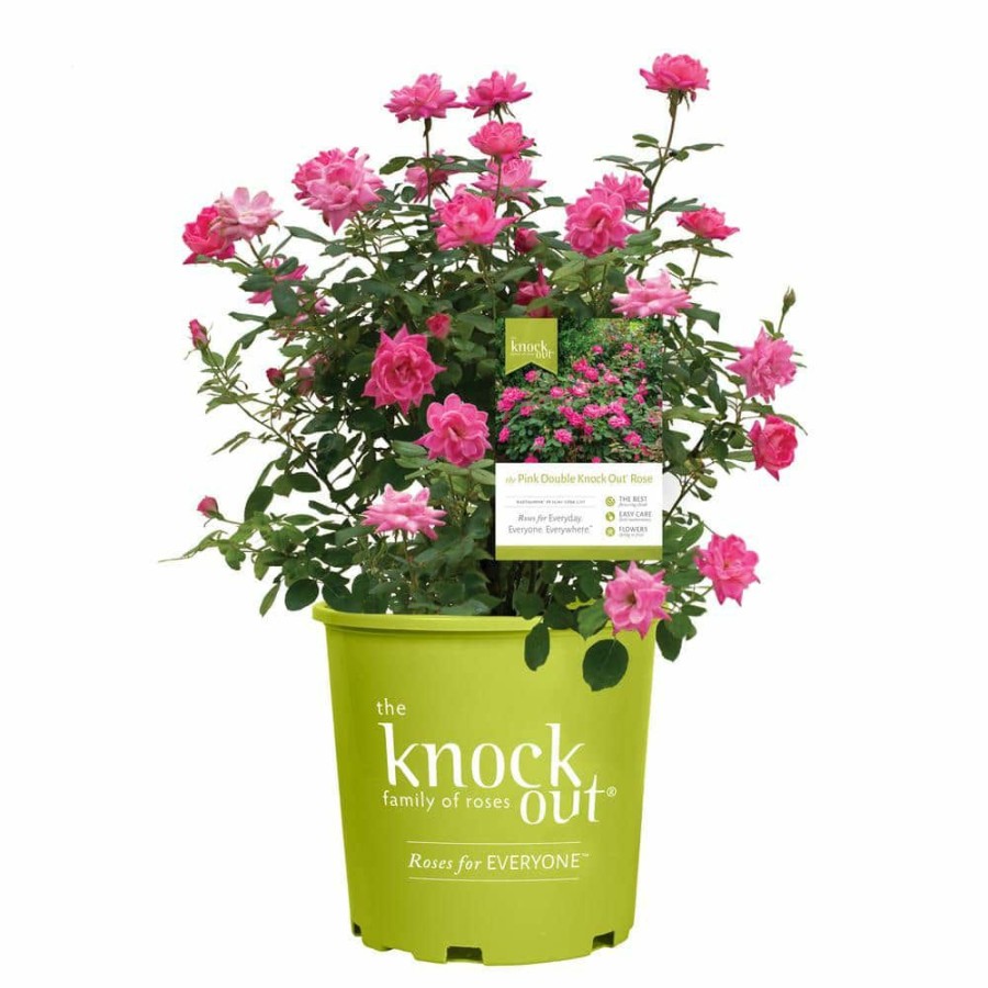 Outdoor Plants * | Wholesale 3 Gal. The Pink Double Knock Out Rose Bush With Pink Flowers