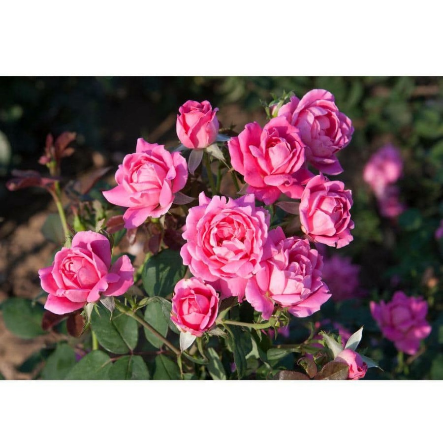 Outdoor Plants * | Wholesale 3 Gal. The Pink Double Knock Out Rose Bush With Pink Flowers