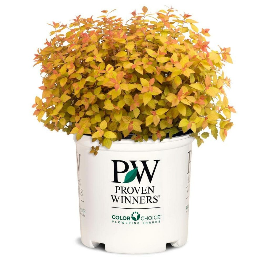 Outdoor Plants * | Cheapest 2 Gal. Double Play Candy Corn Spirea Shrub With Purple Flowers By Proven Winners