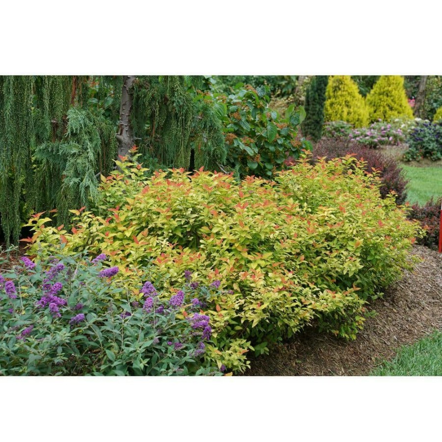 Outdoor Plants * | Cheapest 2 Gal. Double Play Candy Corn Spirea Shrub With Purple Flowers By Proven Winners