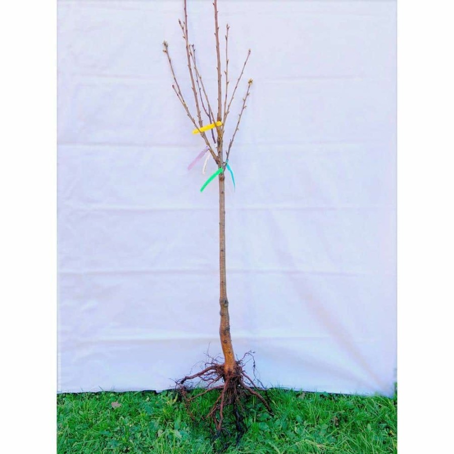 Outdoor Plants * | Top 10 4-In-1 Apple Jubilee Tree Bare Root By Online Orchards