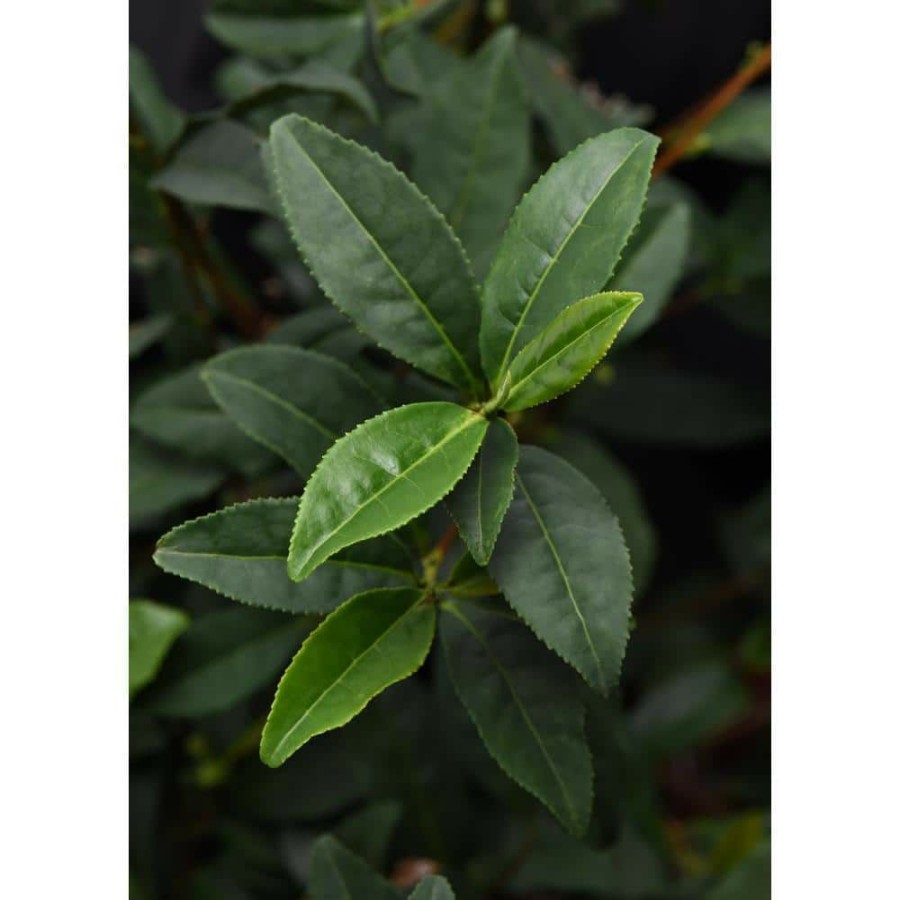 Outdoor Plants * | Top 10 2.5 Qt. Brew-Tea-Ful Camelia Sinensus Plant By National Plant Network