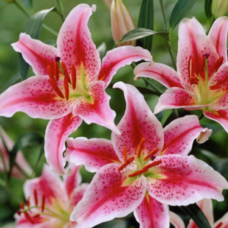 Outdoor Plants * | Hot Sale Pink And White Lilies Oriental Stargazer Bulbs (12-Pack) By Van Zyverden