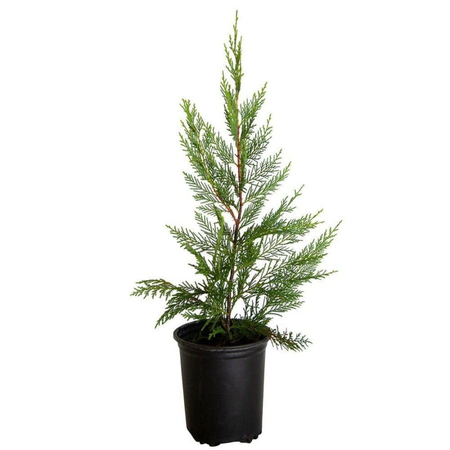 Outdoor Plants * | Wholesale 2.5 Qt. Leyland Cypress, Live Evergreen Tree, Rich Green Foliage By Flowerwood