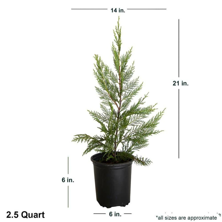 Outdoor Plants * | Wholesale 2.5 Qt. Leyland Cypress, Live Evergreen Tree, Rich Green Foliage By Flowerwood