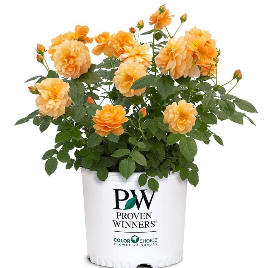 Outdoor Plants * | Budget 2 Gal. Oso Easy At Last Rose Plant With Sunset-Orange Flowers By Proven Winners