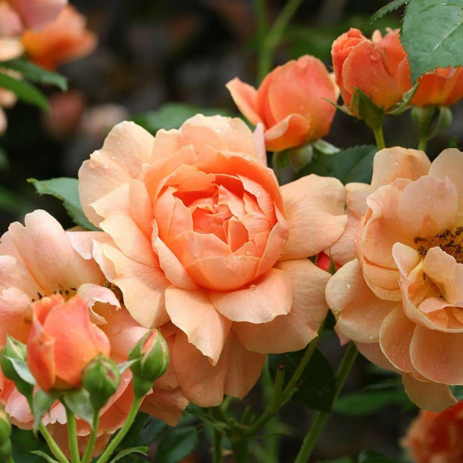 Outdoor Plants * | Budget 2 Gal. Oso Easy At Last Rose Plant With Sunset-Orange Flowers By Proven Winners