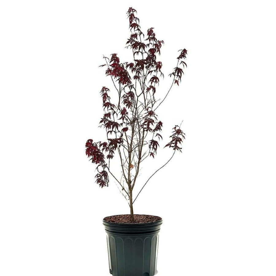 Outdoor Plants * | Coupon #7 Pot Red Japanese Maple Deciduous Tree By Unbranded