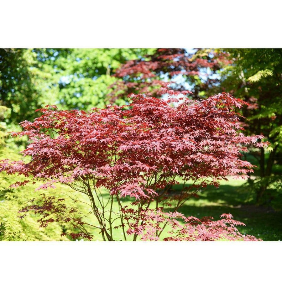 Outdoor Plants * | Coupon #7 Pot Red Japanese Maple Deciduous Tree By Unbranded