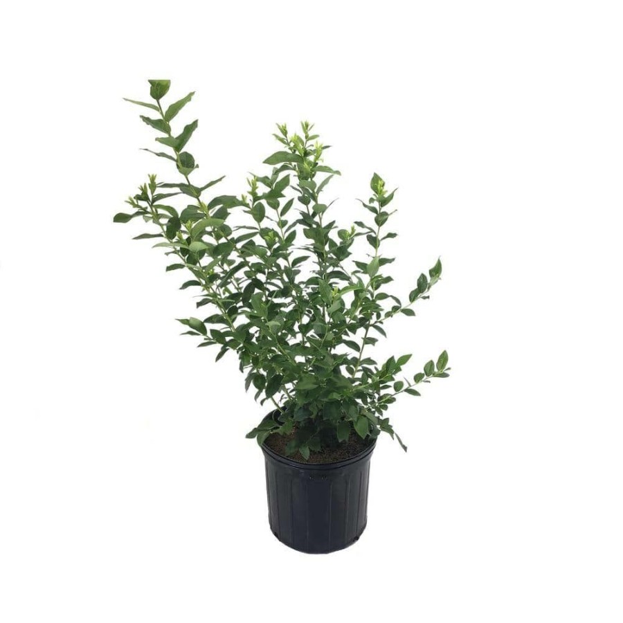 Outdoor Plants * | Promo Highbush Blueberry (Vaccinium) Bluecrop Plant By Plants That Work