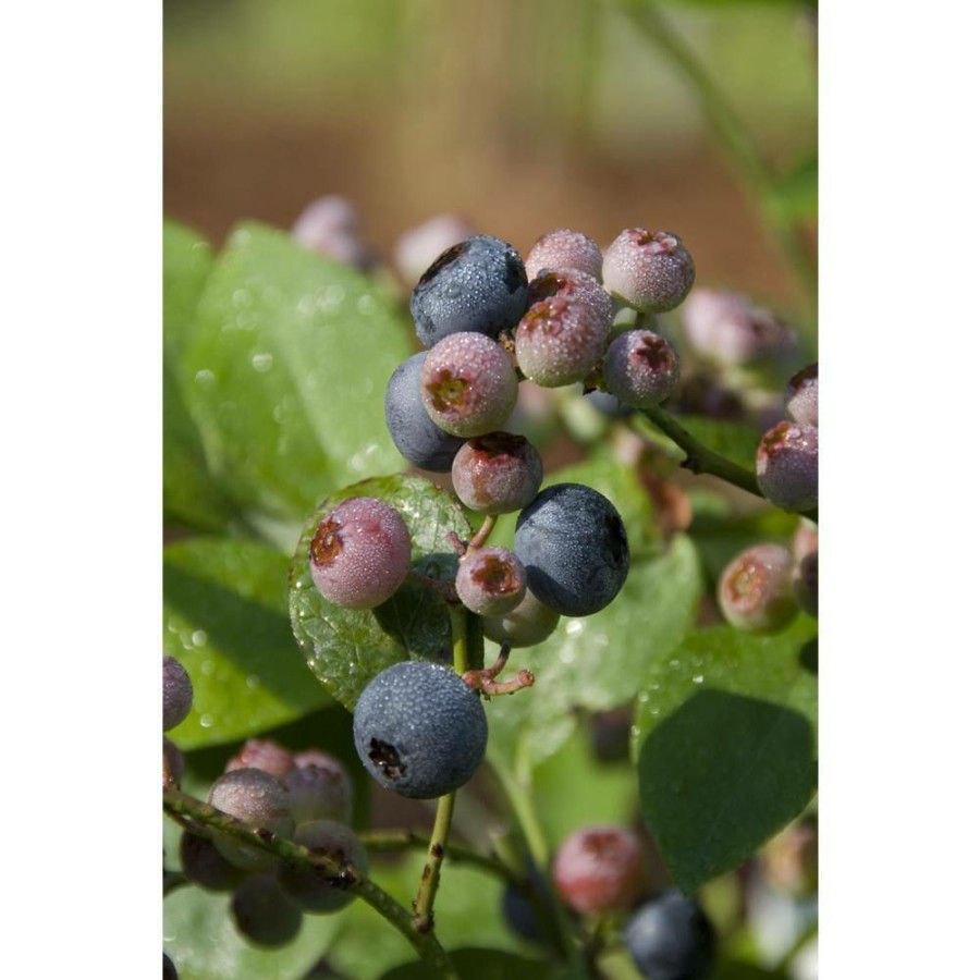 Outdoor Plants * | Promo Highbush Blueberry (Vaccinium) Bluecrop Plant By Plants That Work