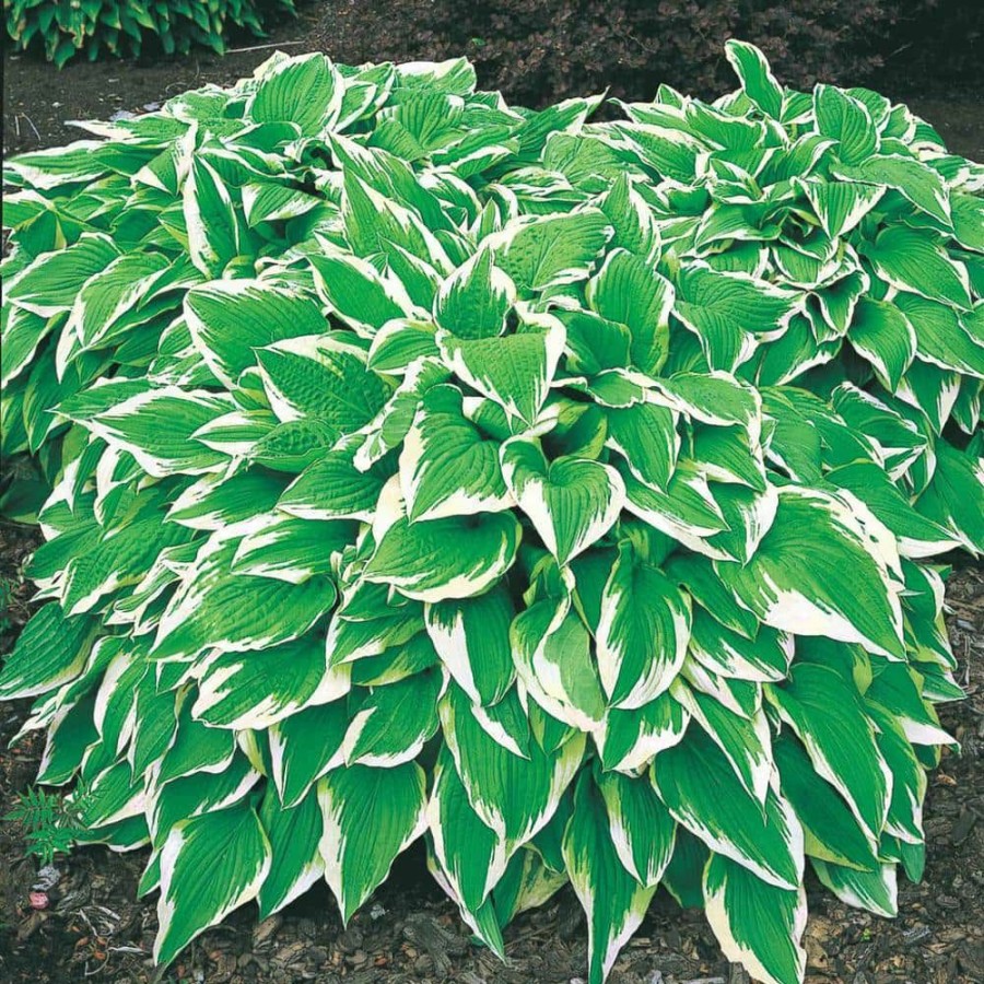 Outdoor Plants * | New Albo Marginata Hosta Variegated Foliage Live Bareroot Perennial Plants (10-Pack) By Spring Hill Nurseries