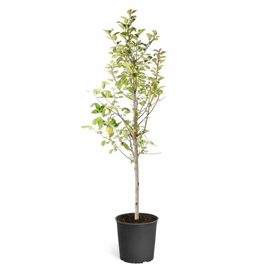 Outdoor Plants * | Brand New 5 Gal. Fuji Apple Tree By Brighter Blooms