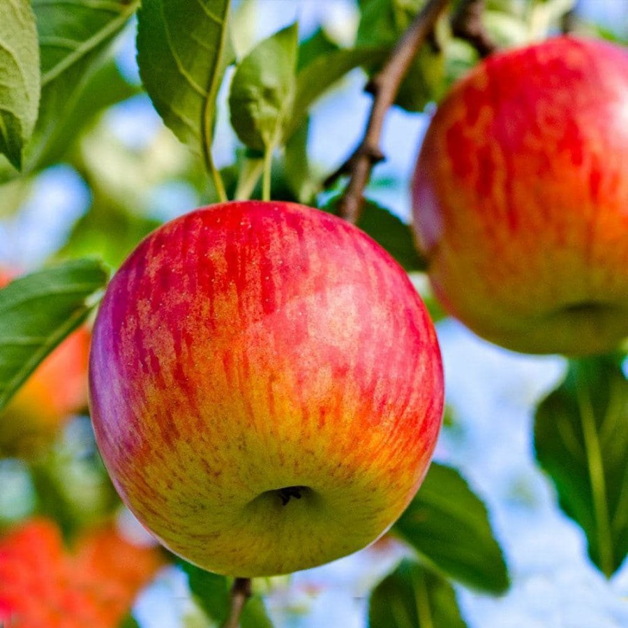 Outdoor Plants * | Brand New 5 Gal. Fuji Apple Tree By Brighter Blooms