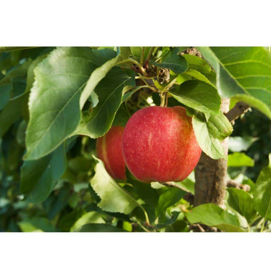 Outdoor Plants * | Best Sale Ambrosia Apple Bare Root Tree By Online Orchards