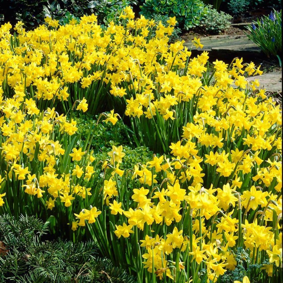 Outdoor Plants * | Flash Sale Daffodils Bulbs Tete A Tete (Set Of 25) By Van Zyverden