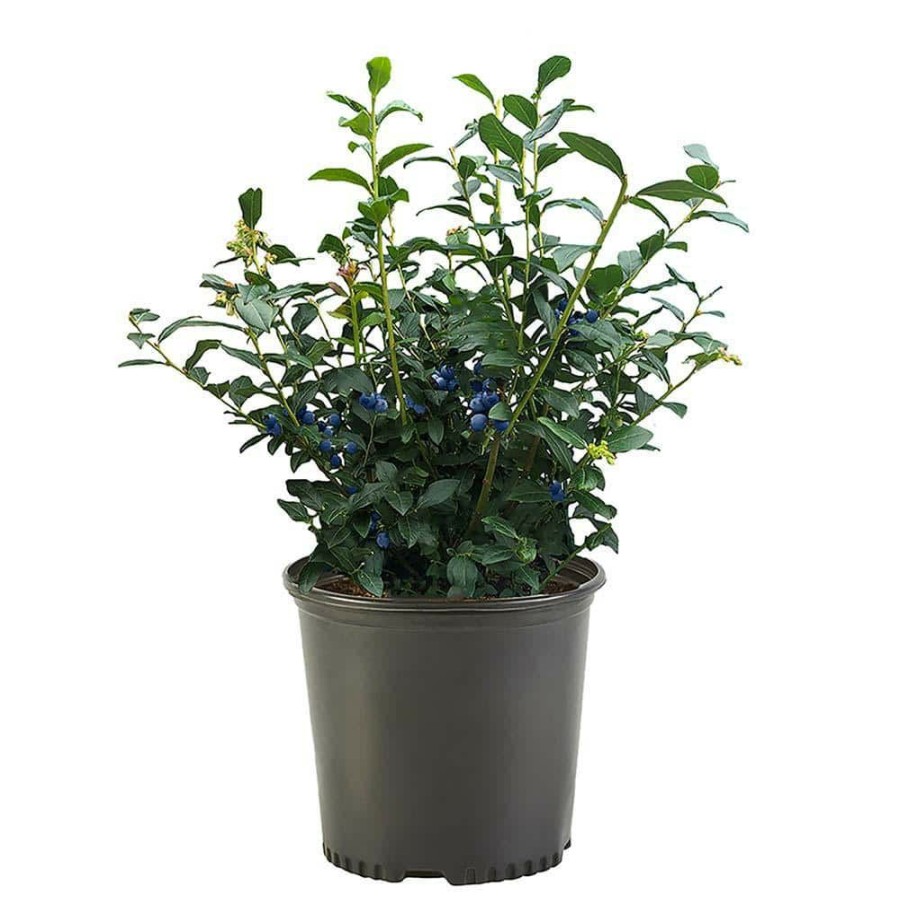 Outdoor Plants * | Budget 2.5 Qt. Biloxi Blueberry Plant With Large Mildly Sweet Berries By Unbranded