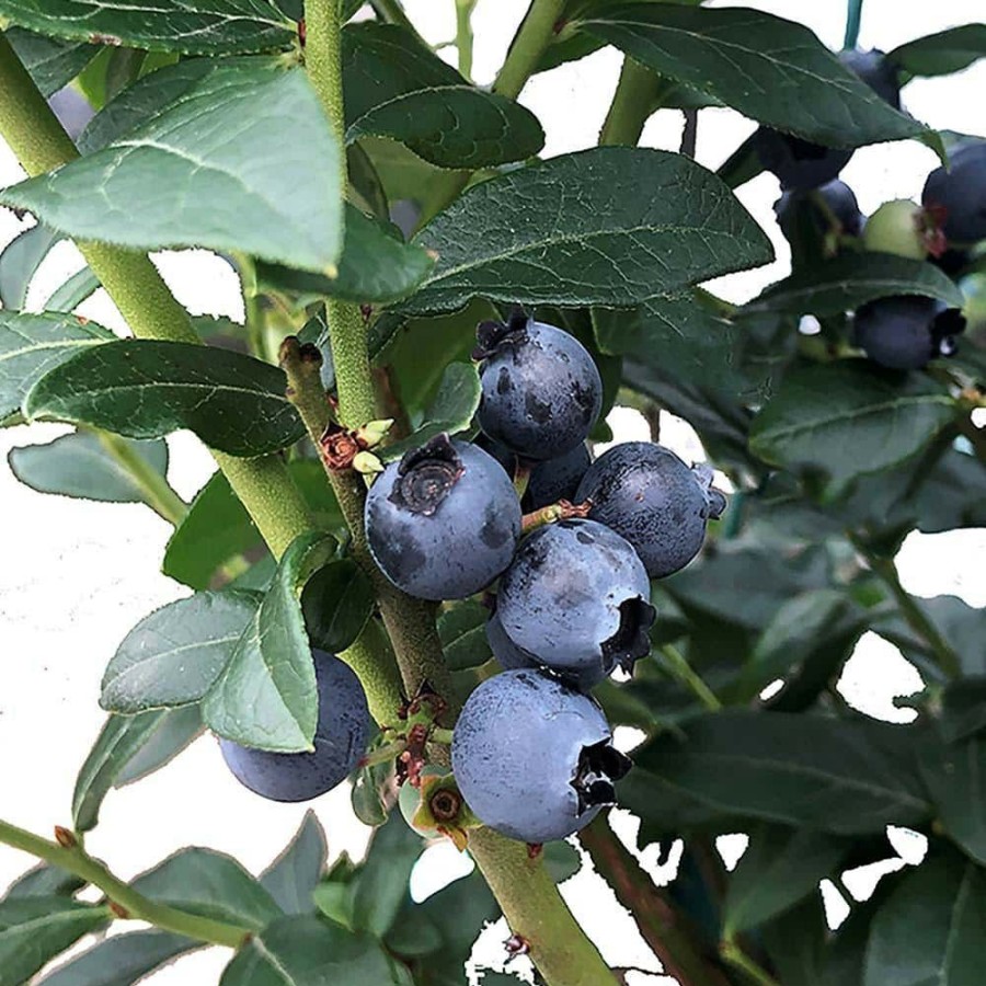 Outdoor Plants * | Budget 2.5 Qt. Biloxi Blueberry Plant With Large Mildly Sweet Berries By Unbranded