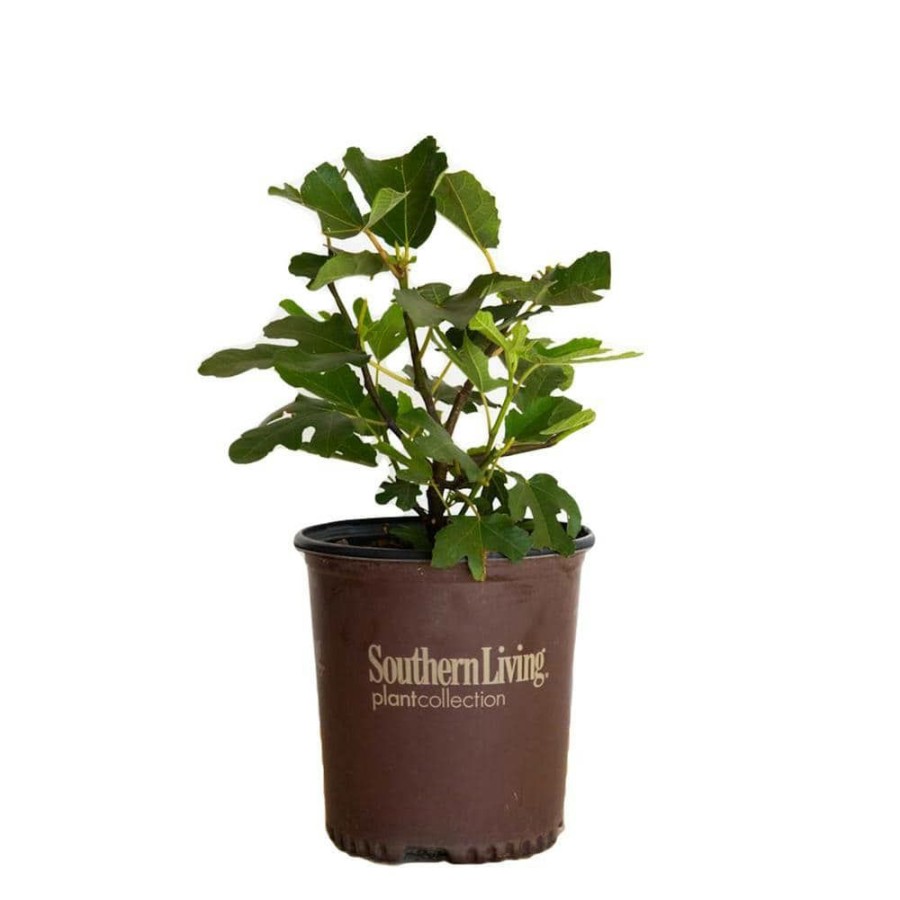 Outdoor Plants * | Best Pirce 2 Gal. Little Miss Figgy Dwarf Fig Shrub With Deliciously Sweet Spring And Fall Fruits By Southern Living