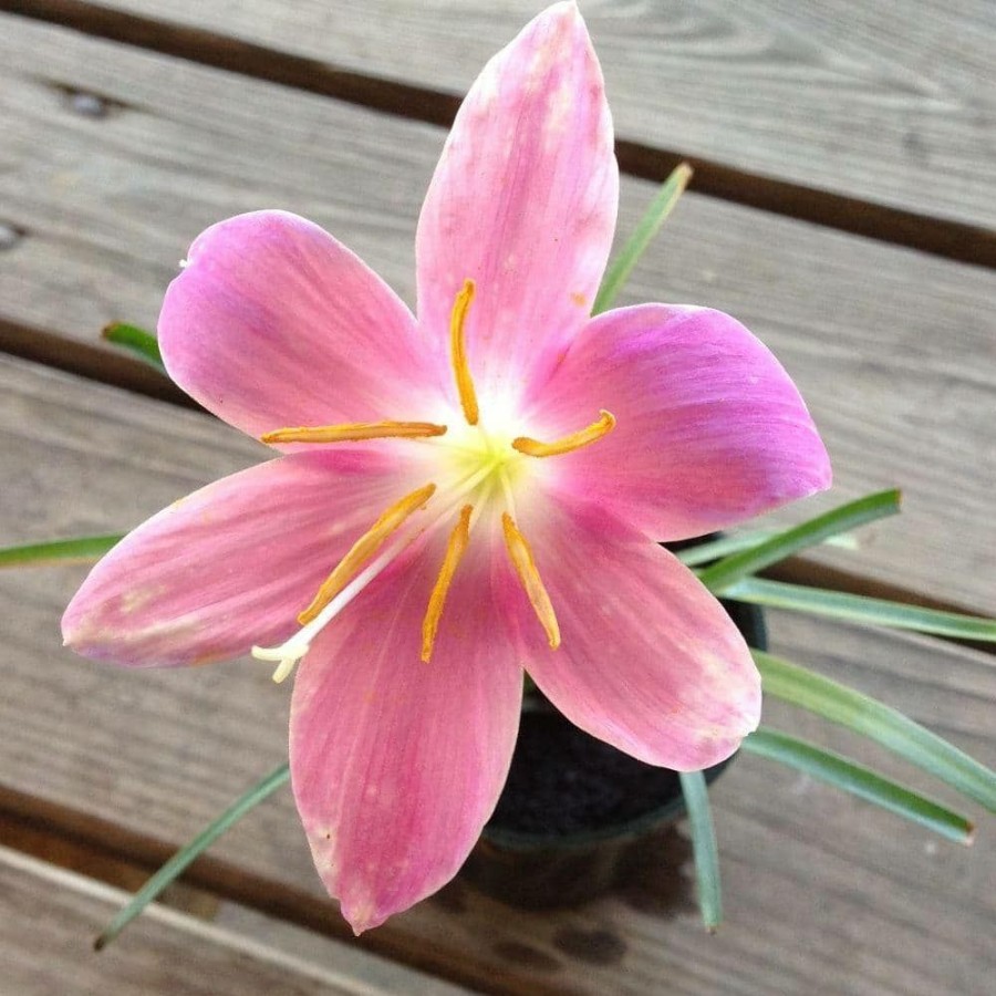 Outdoor Plants * | Cheapest 4 In. Pink Rain Lily Potted Bog/Marginal Pond Plant By Unbranded