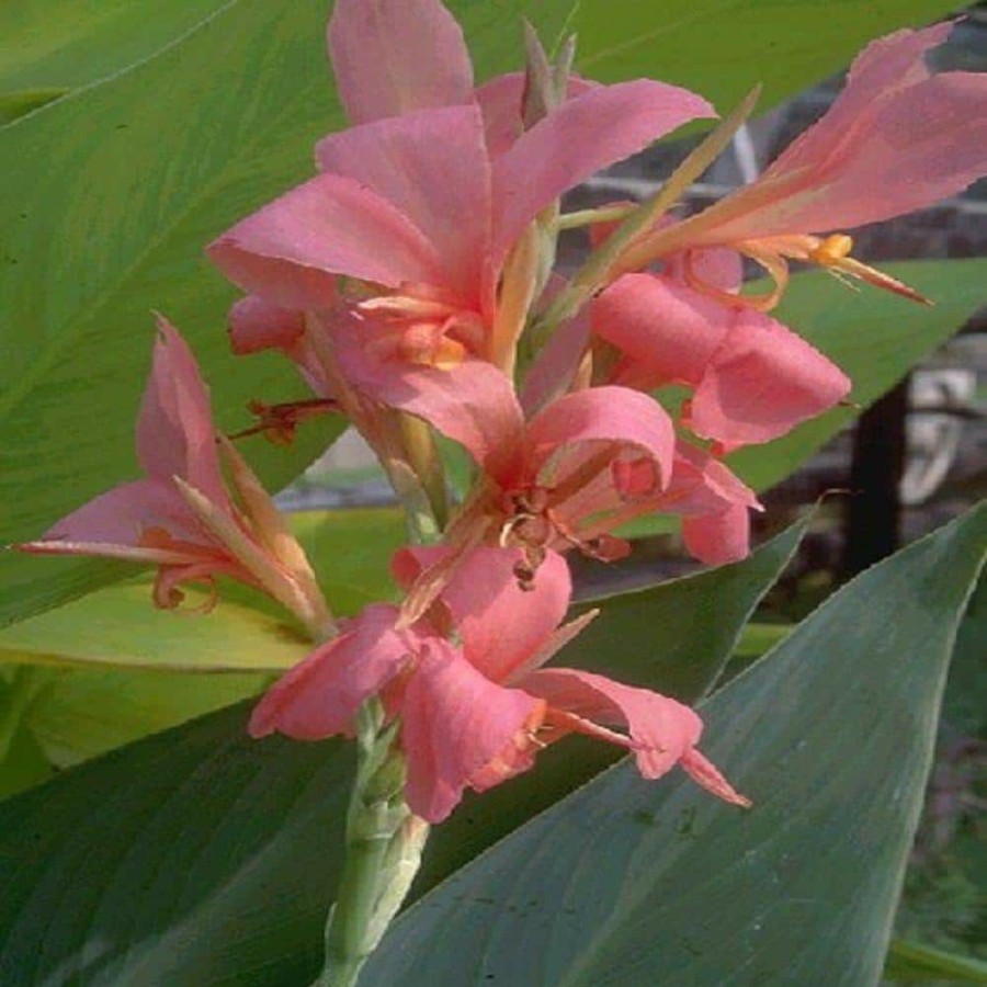 Outdoor Plants * | Discount 4 In. Potted Pink Longwood Canna Aquatic Bog/Marginal Pond Plant By Unbranded