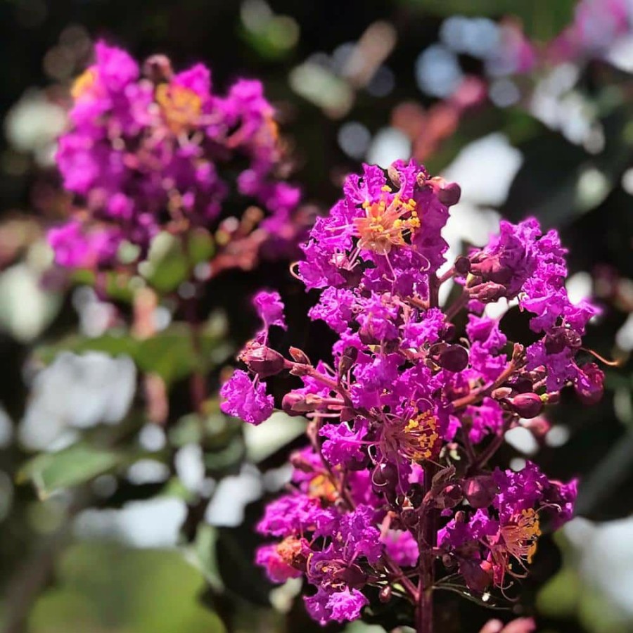 Outdoor Plants * | Coupon 3 Gal. Miss Sandra Crape Myrtle Tree By Southern Living