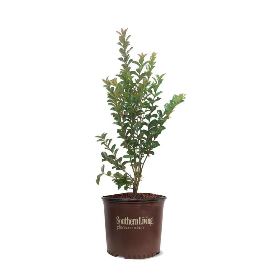 Outdoor Plants * | Coupon 3 Gal. Miss Sandra Crape Myrtle Tree By Southern Living