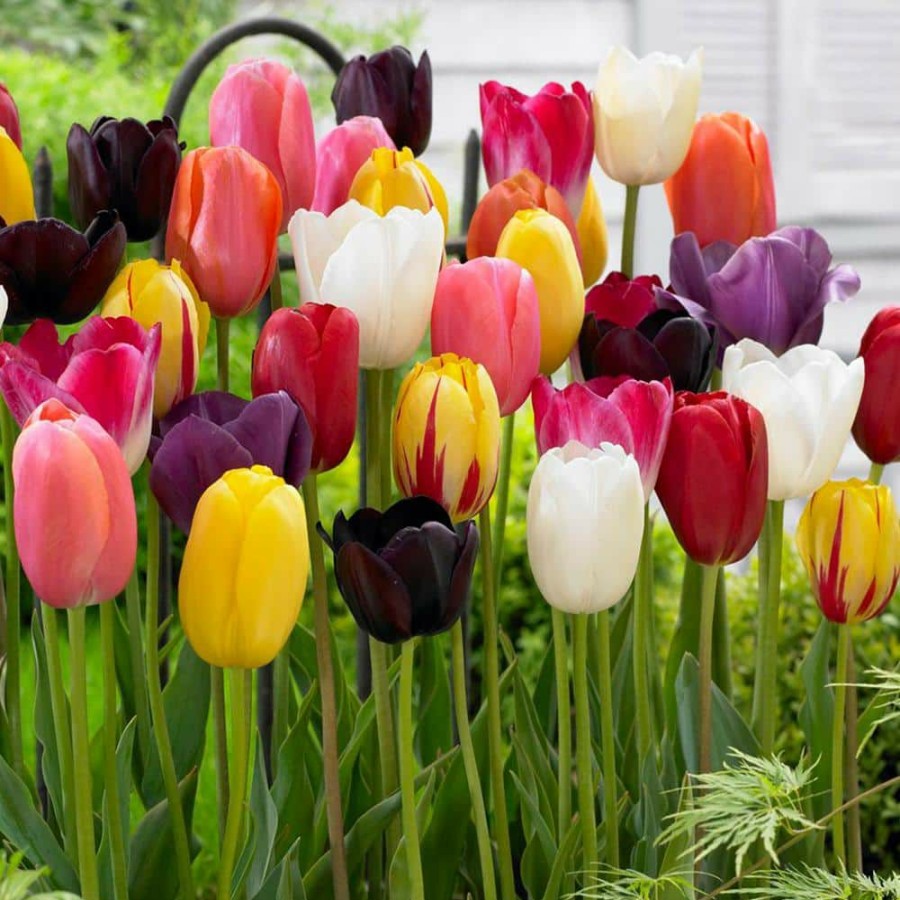 Outdoor Plants * | Best Deal 12/+ Cm Bright Sunshine Mixed Tulip Bulbs (Bag Of 25) By Garden State Bulb