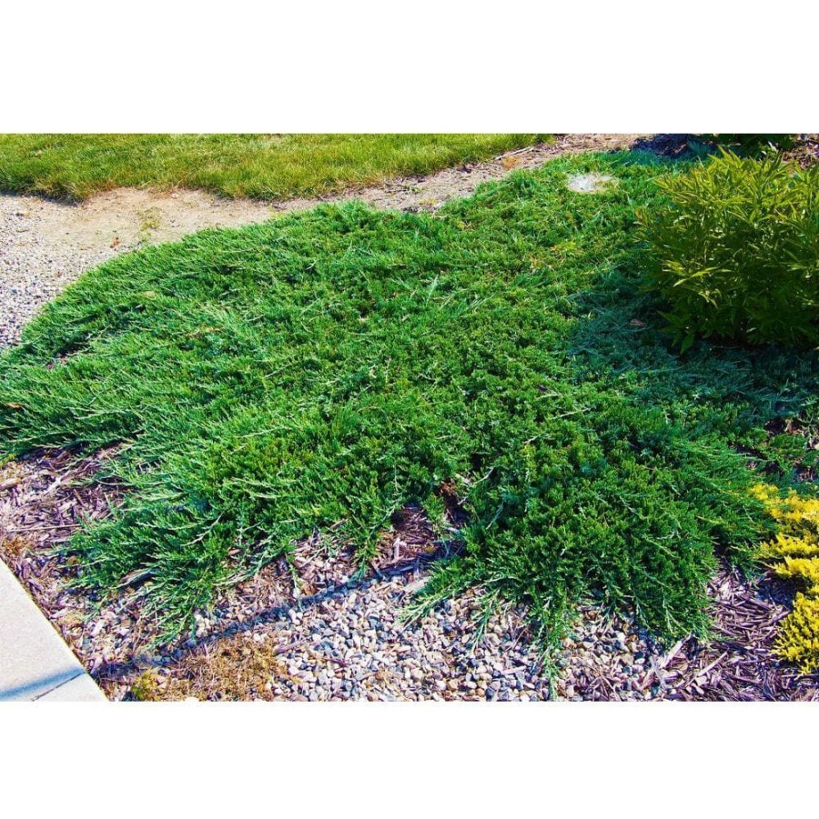 Outdoor Plants * | Outlet 1 Gal. Broadmoor Juniper Shrub Excellent Evergreen Ground Cover With Graceful Spreading Foliage Drought Tolerant By Online Orchards