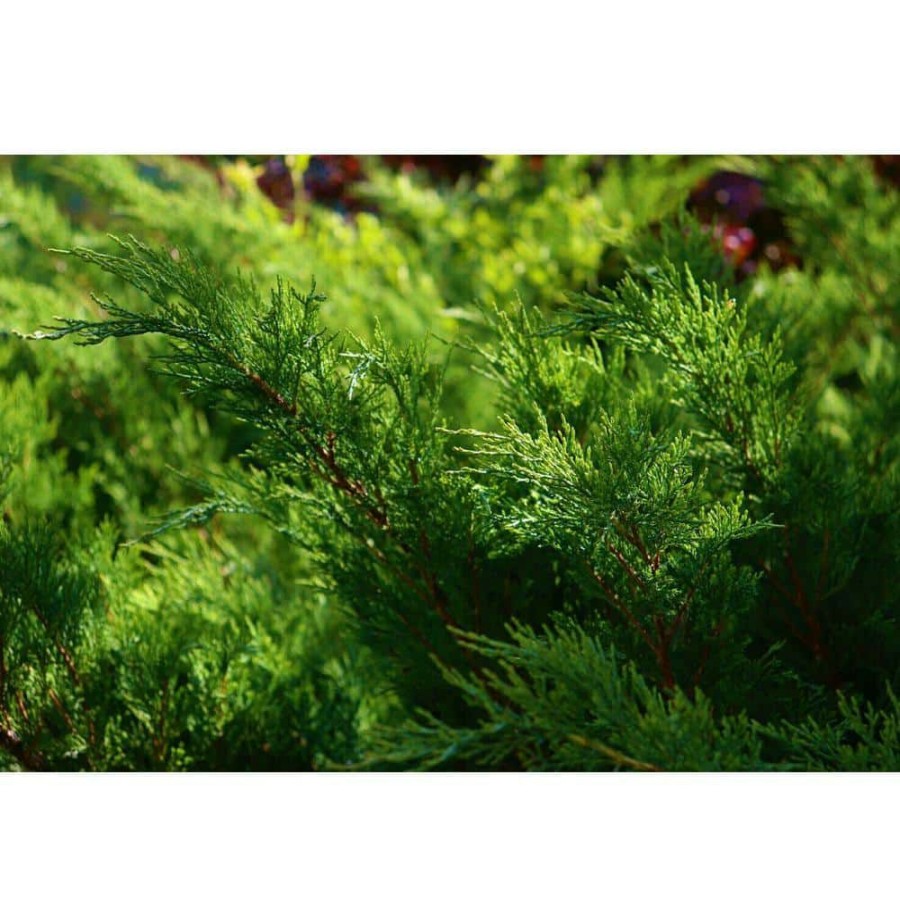 Outdoor Plants * | Outlet 1 Gal. Broadmoor Juniper Shrub Excellent Evergreen Ground Cover With Graceful Spreading Foliage Drought Tolerant By Online Orchards