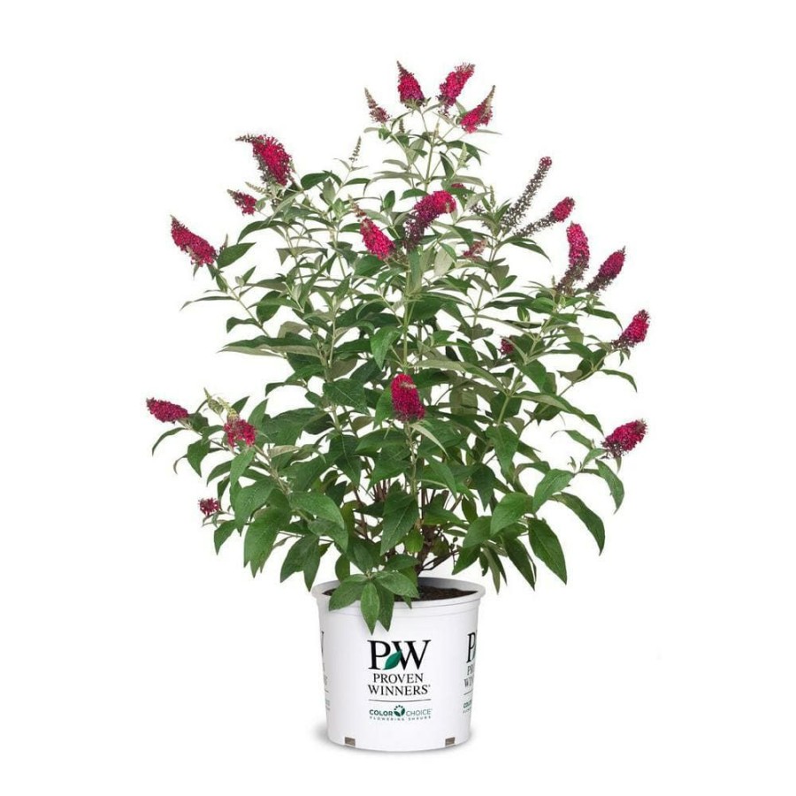 Outdoor Plants * | Cheap Proven Winner 2 Gal. Buddleia Miss Molly Plant By Unbranded