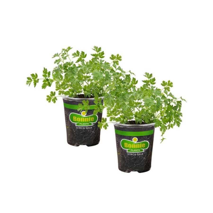 Outdoor Plants * | Budget 19 Oz. Italian Flat Leaf Parsley Herb Plant (2-Pack) By Bonnie Plants