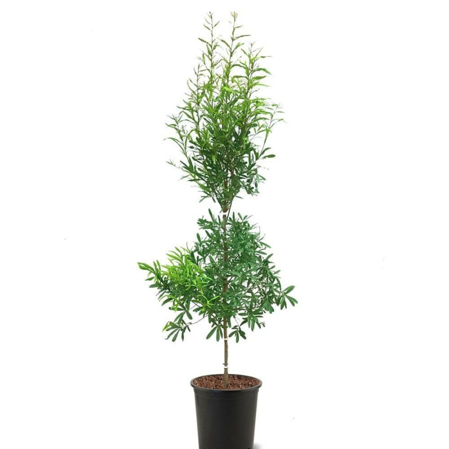 Outdoor Plants * | Flash Sale 5 Gal. Willow Deciduous Oak Tree By Unbranded