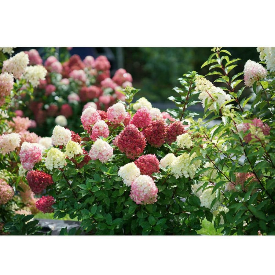 Outdoor Plants * | Brand New 1 Gal. Little Lime Punch Panicle Hydrangea (Paniculata) Live Plant, Shrub, Green, White, And Pink Flowers By Proven Winners