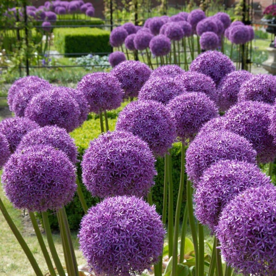 Outdoor Plants * | Buy Allium Globemaster 1 Bulb By Van Zyverden