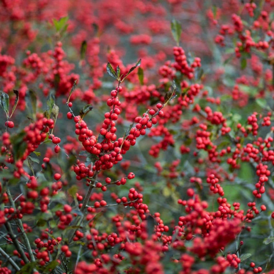 Outdoor Plants * | New 4 In. Pot Winter Red Winterberry (Ilex) White Flowers Give Way To Red Berries Live Deciduous Plant By Spring Hill Nurseries