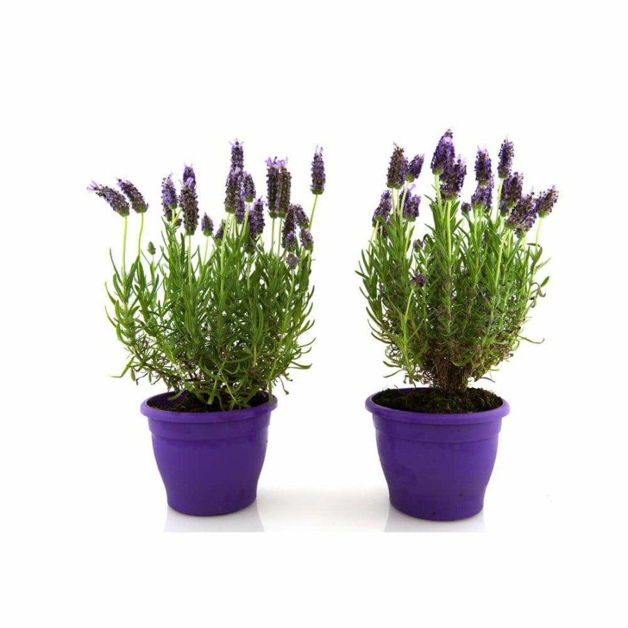 Outdoor Plants * | Buy 1 Gal. English Lavender Plant With Incredible Purple Color And Fragrance (2-Pack) By Online Orchards