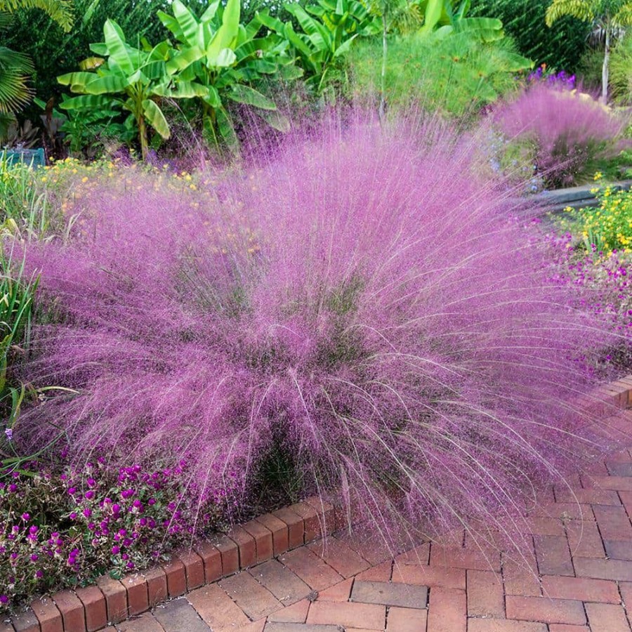 Outdoor Plants * | Budget 4 In. Pot Muhly Grass (Muhlenbergia) Pink Live Perennial Grass (1-Pack) By Spring Hill Nurseries