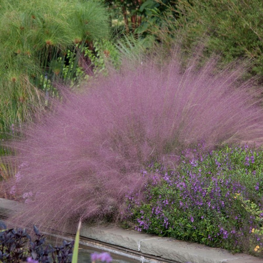 Outdoor Plants * | Budget 4 In. Pot Muhly Grass (Muhlenbergia) Pink Live Perennial Grass (1-Pack) By Spring Hill Nurseries