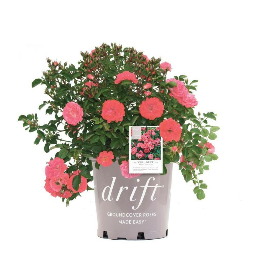 Outdoor Plants * | Buy 3 Gal. Coral Rose Bush, Live Re-Blooming Groundcover Shrub With Bright Coral-Orange Flowers (1-Pack) By Drift