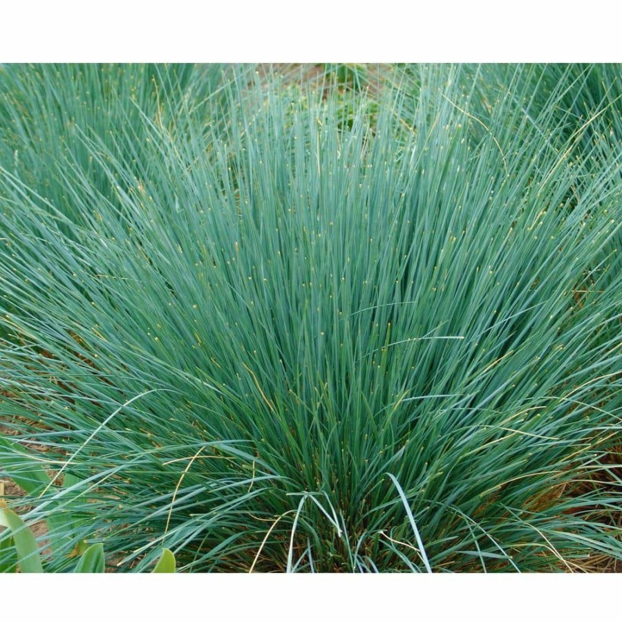 Outdoor Plants * | Brand New 1 Gal. Blue Oat Grass Long Flowing Blue-Silver Blades Of Grass Can Retain Their Striking Color Even Through Winter By Online Orchards