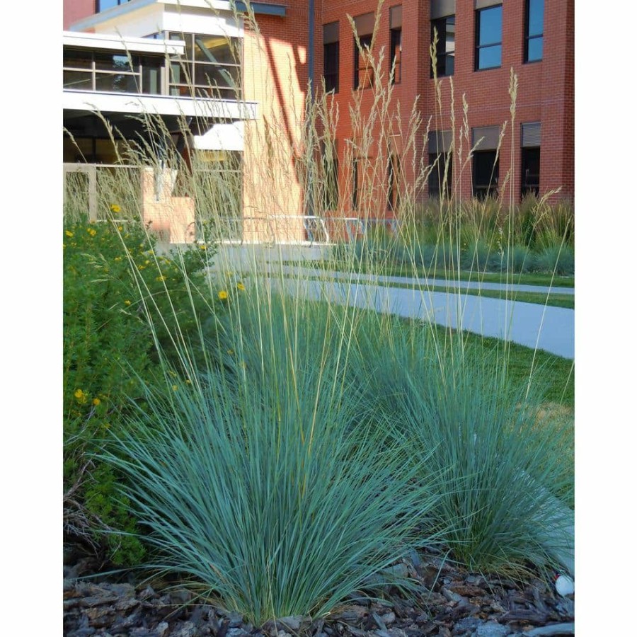 Outdoor Plants * | Brand New 1 Gal. Blue Oat Grass Long Flowing Blue-Silver Blades Of Grass Can Retain Their Striking Color Even Through Winter By Online Orchards