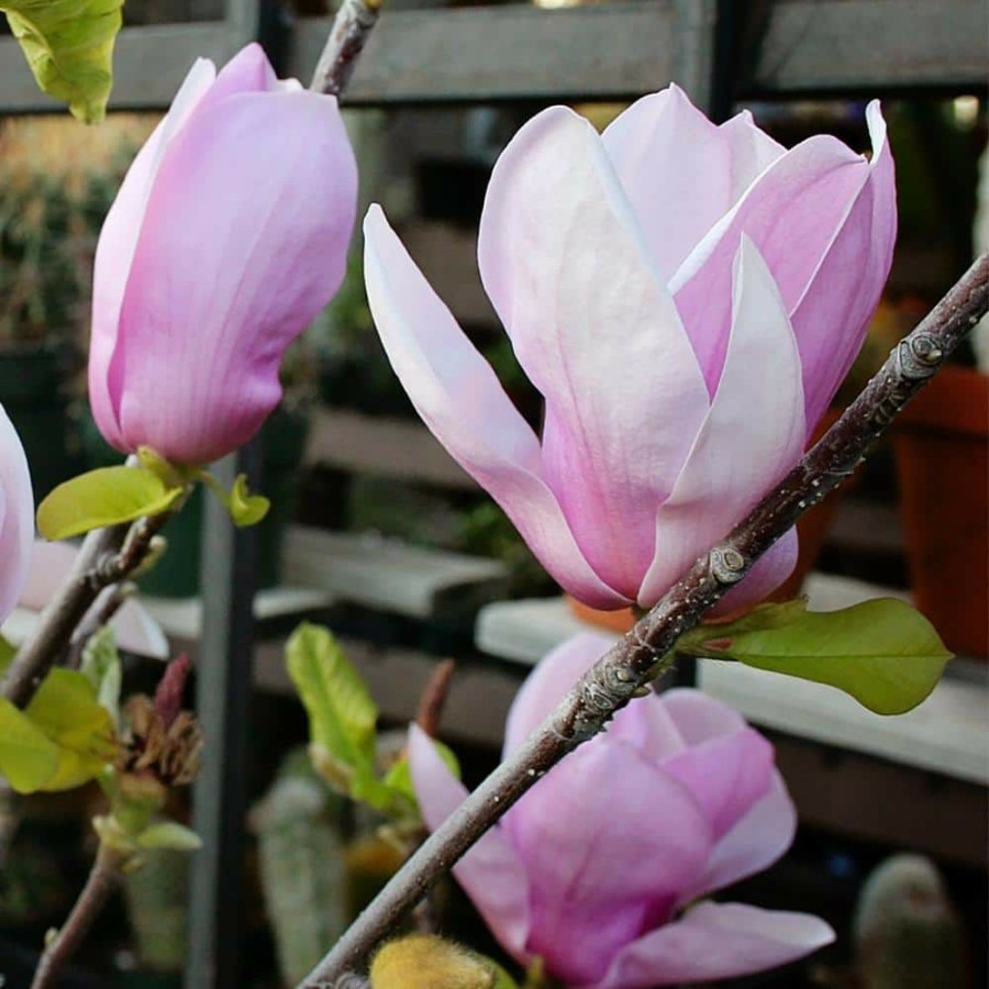 Outdoor Plants * | Buy #5 Pot Pink Flowering Alexandrina Japanese Magnolia Tree By Unbranded