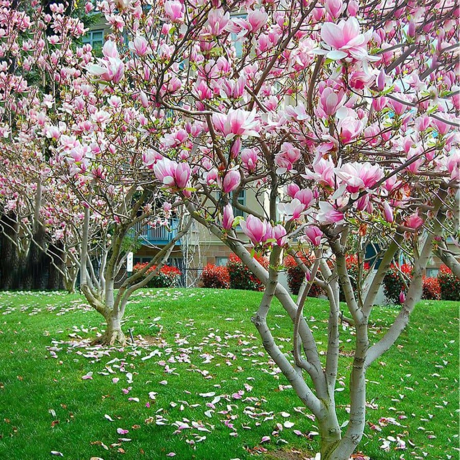 Outdoor Plants * | Buy #5 Pot Pink Flowering Alexandrina Japanese Magnolia Tree By Unbranded