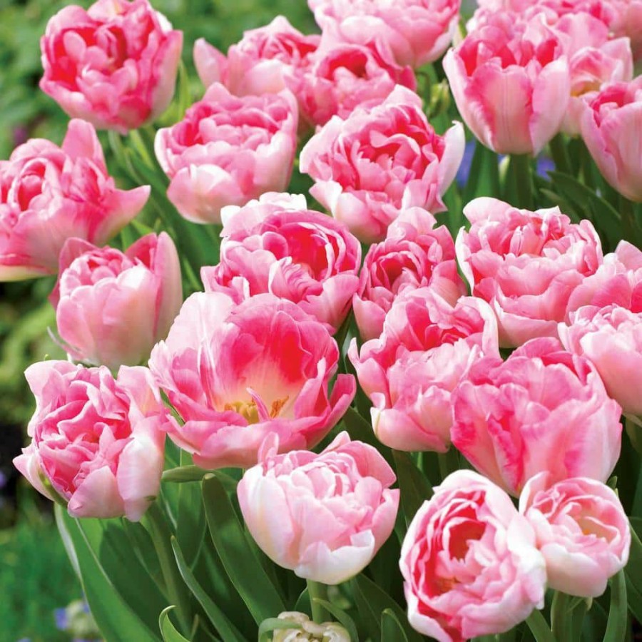 Outdoor Plants * | Best Reviews Of Angelique Double Peony Tulip Spring Flowering Bulbs, Pink Colored Flowers (25-Pack) By Van Bourgondien