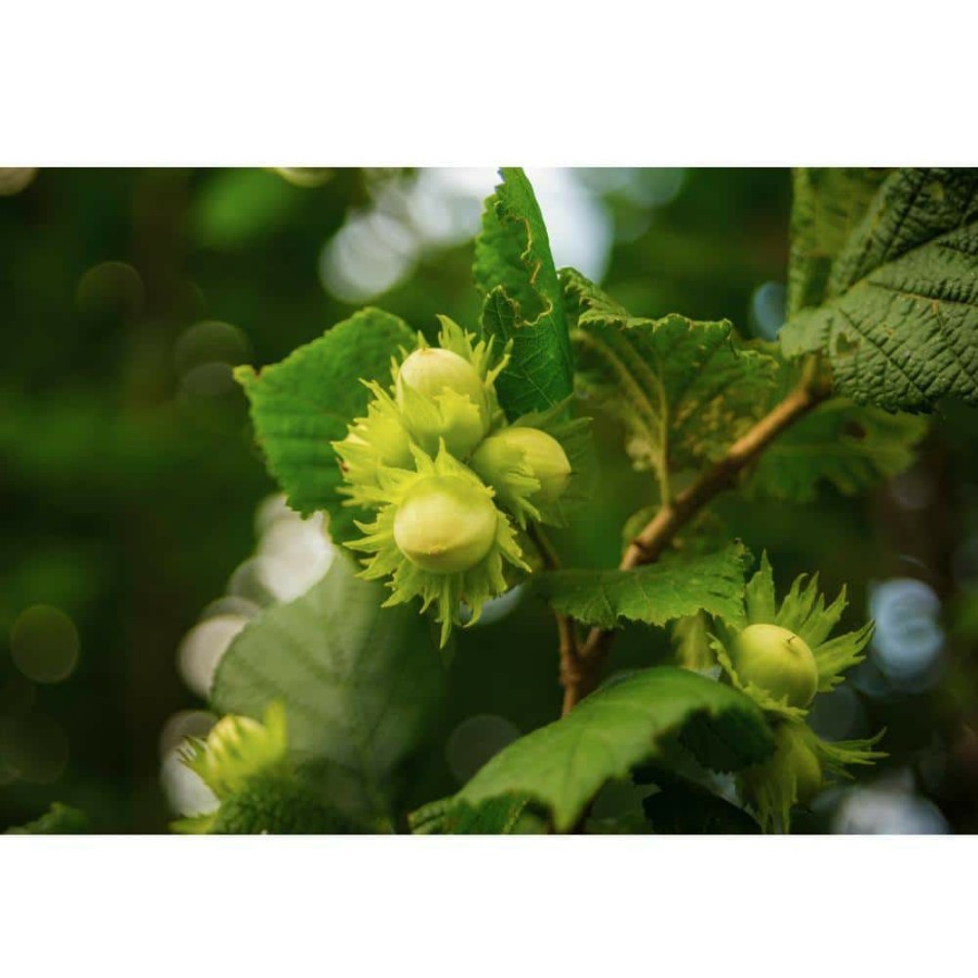 Outdoor Plants * | Discount Jefferson Hazelnut Tree Bare Root By Online Orchards