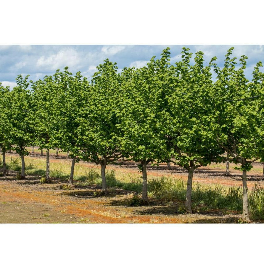 Outdoor Plants * | Discount Jefferson Hazelnut Tree Bare Root By Online Orchards