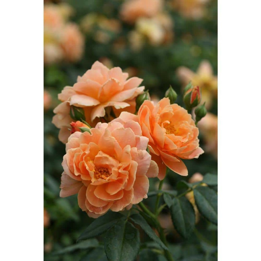 Outdoor Plants * | Promo 1 Gal. At Last Rose (Rosa) Live Shrub, Orange Flowers By Proven Winners