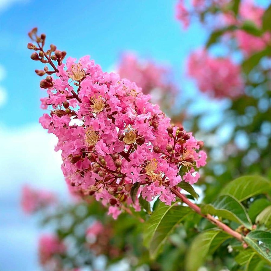 Outdoor Plants * | Wholesale 7 Gal. Sioux Crape Myrtle Tree By Unbranded